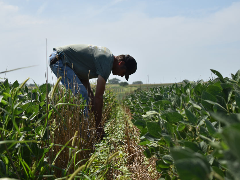 Caleb Akin looks at cover crops
